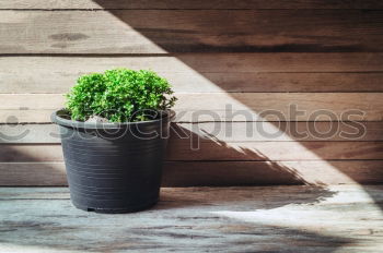 Similar – Image, Stock Photo cactus as houseplant with hanging leaves in a pot on the shelf at home