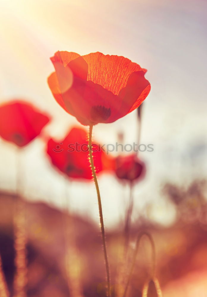 Similar – Mohn rot zart Sommer