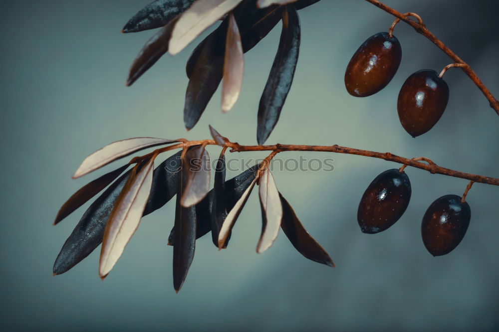 Similar – Image, Stock Photo Background for cherry recipes