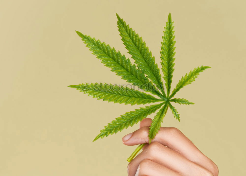 Similar – Image, Stock Photo Cannabis