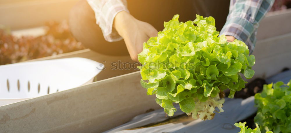 Similar – Image, Stock Photo Woman’s hands transplanting plant.