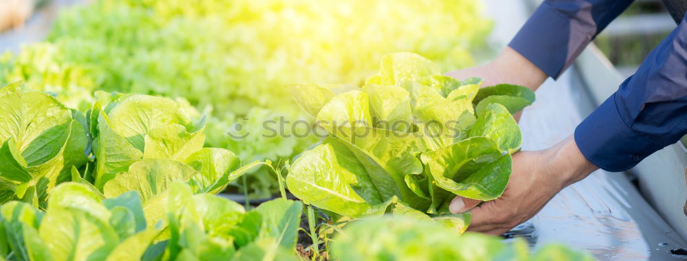 Similar – Image, Stock Photo Harvesting spinach from a vegetable field