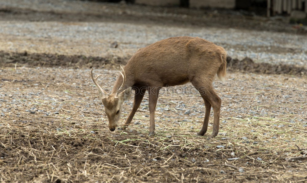 Similar – a red deer in the green meadow