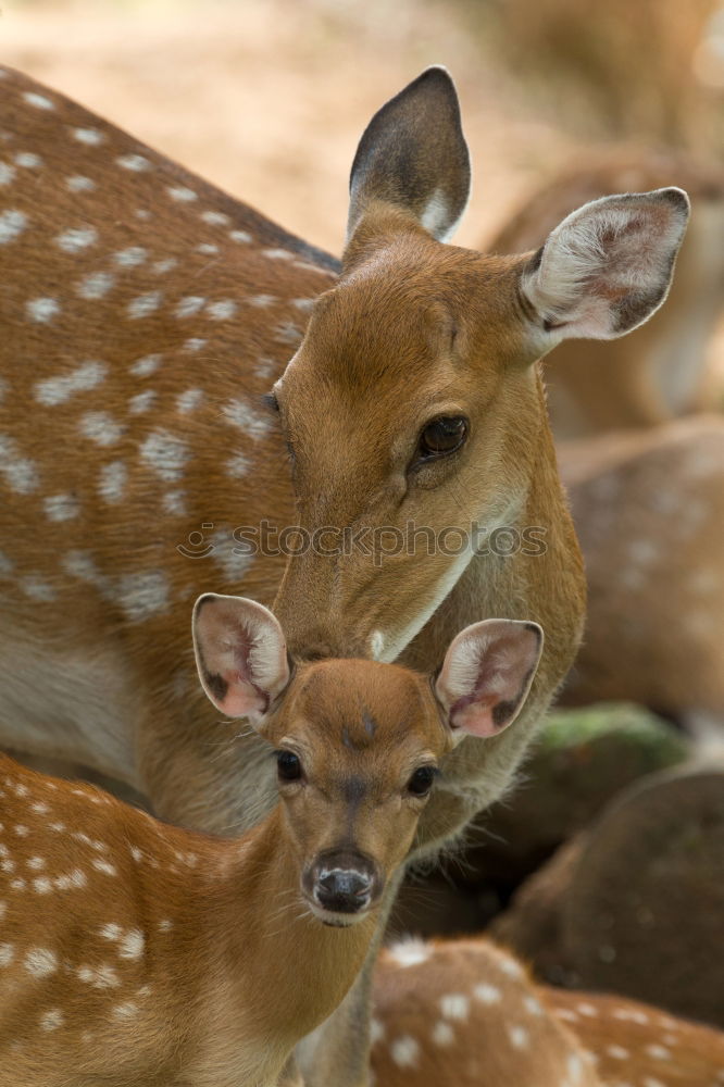 Similar – Image, Stock Photo Y <Y Plant Animal Summer