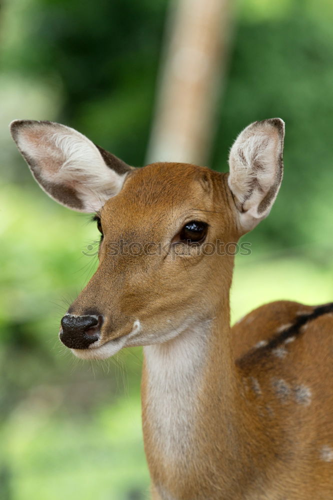 Similar – Foto Bild Coole Kitz Tier Wildtier