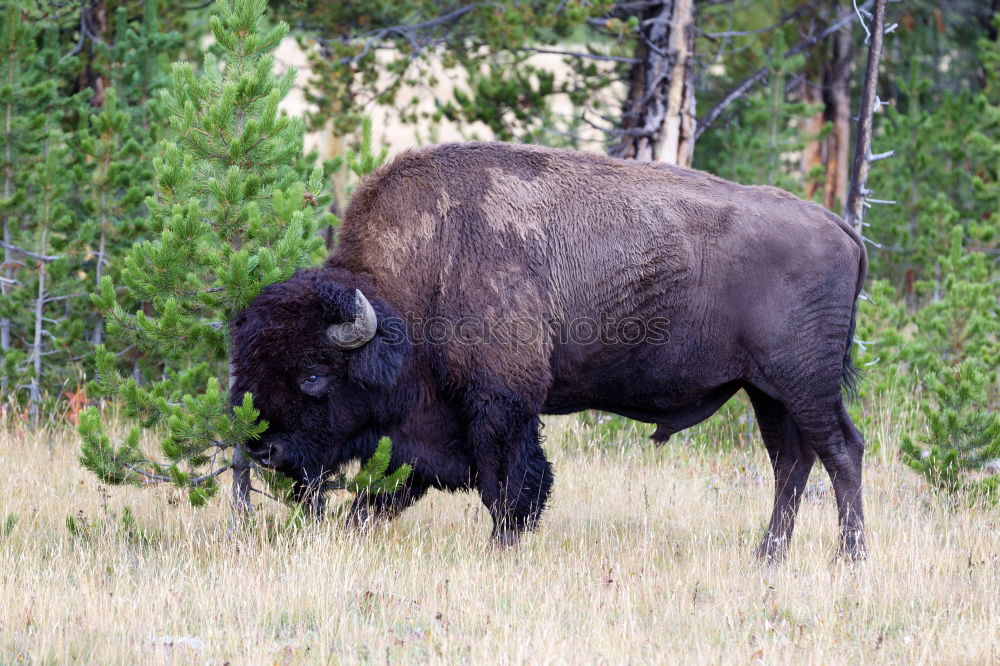 Similar – Wood Bison Animal