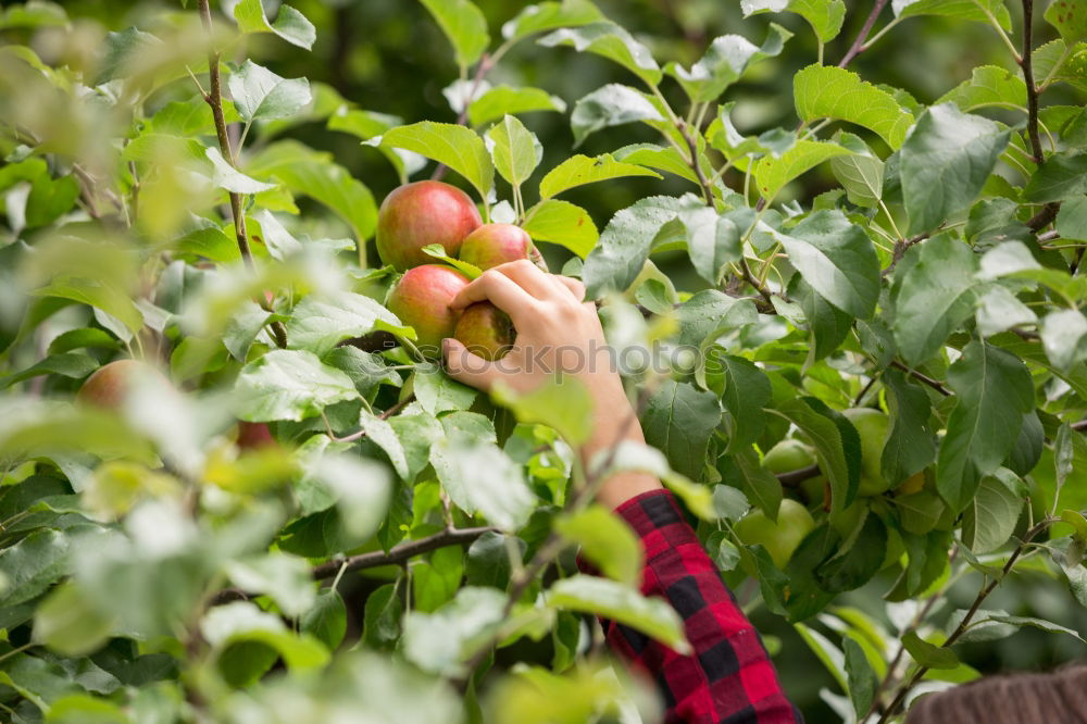 Similar – Image, Stock Photo Young man picking cherry berries from tree