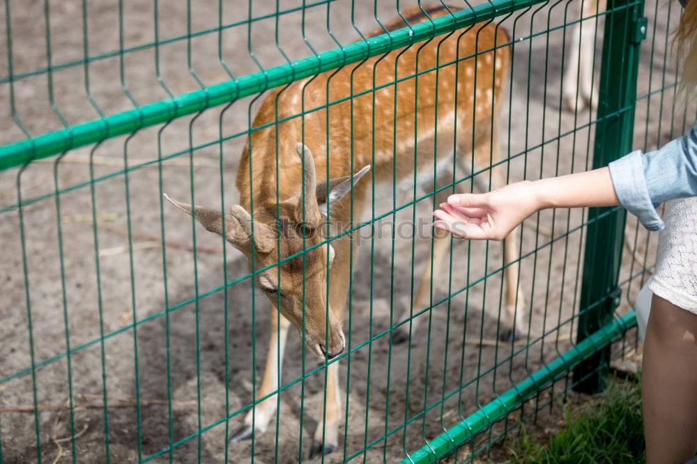 Similar – Image, Stock Photo Feed animals Parenting