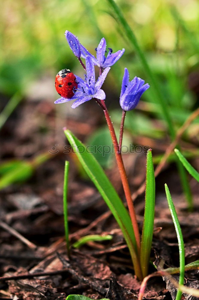 Similar – Don’t forget me flowers in the bed