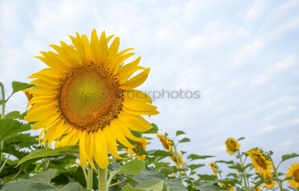 Similar – Image, Stock Photo gossiping sunflowers against the light