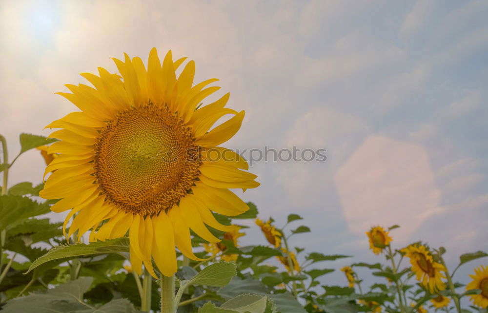 Image, Stock Photo sunflowers Sunflower Plant