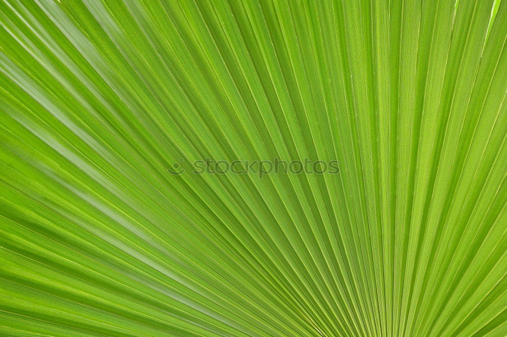 Image, Stock Photo jungle hunt Leaf Green