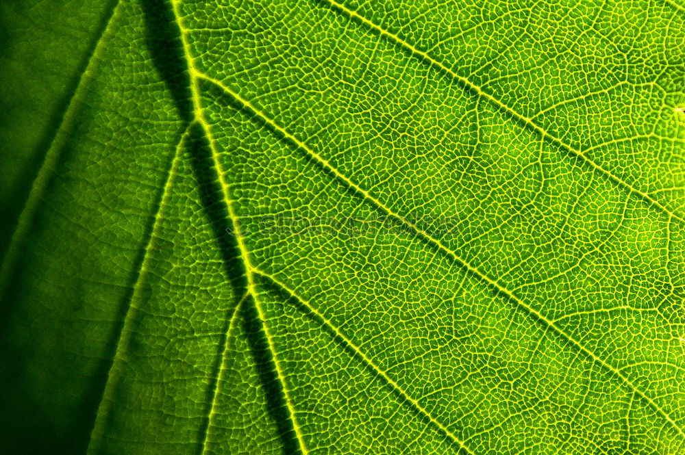 Similar – Image, Stock Photo green lung Environment