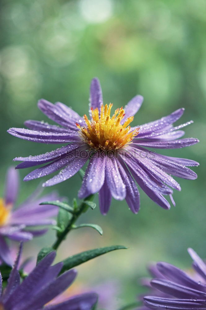 Similar – Foto Bild violettes Blümchen Blühend