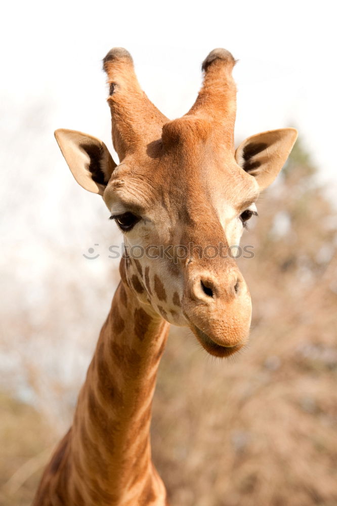 Wild African Giraffe Portrait