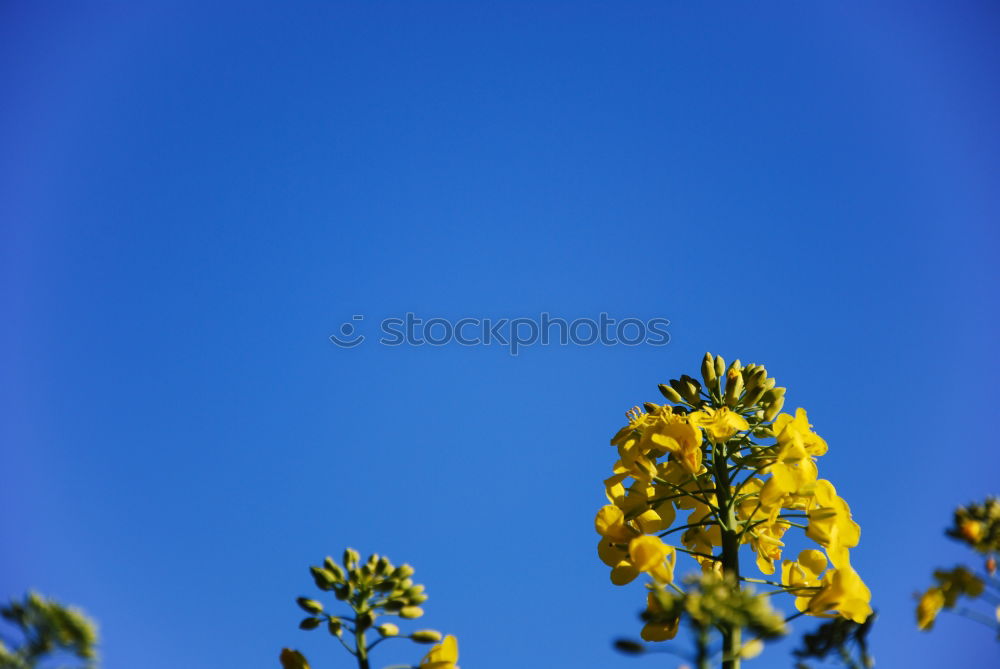 Similar – Image, Stock Photo Off to heaven Flower