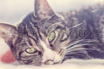 Similar – Image, Stock Photo cuddly hangover Cat