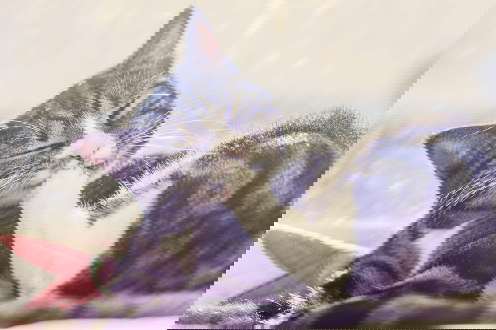 Similar – Image, Stock Photo loving the cat Lifestyle