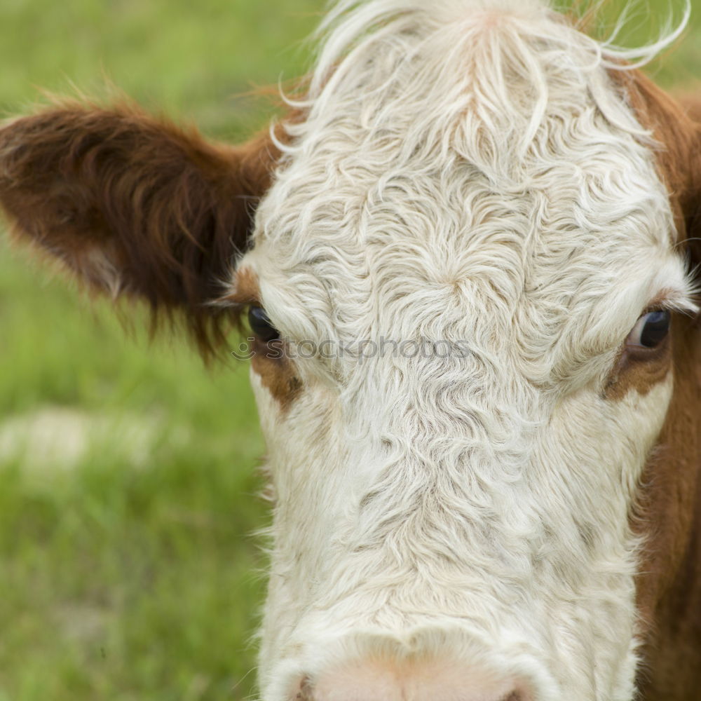 Similar – Calf with cow Farm animal