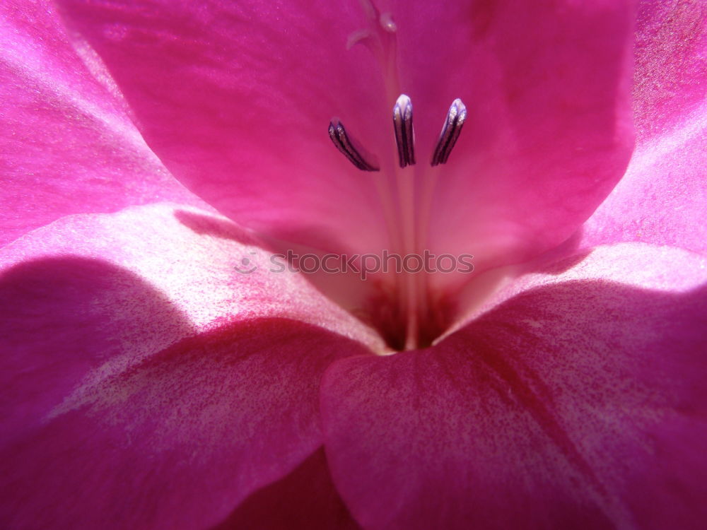 Similar – Foto Bild Stockrose Malvengewächse