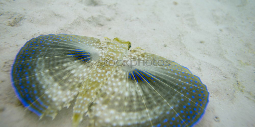 Similar – Image, Stock Photo fish-siesta Aquarium Ocean