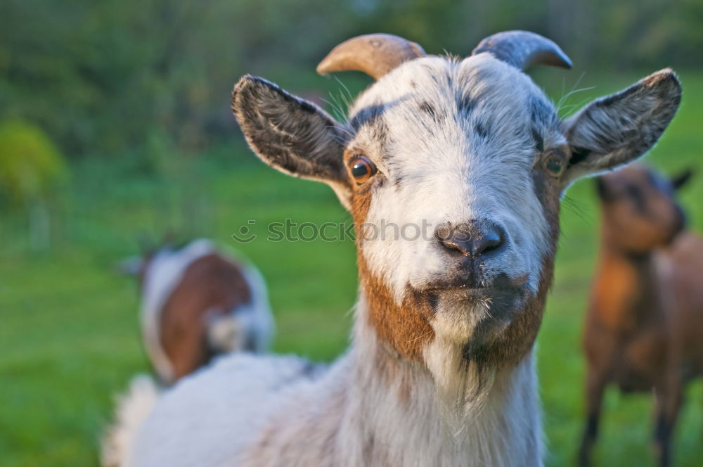 Similar – Image, Stock Photo Thuringia, forest goat, endangered, endangered, goat race,