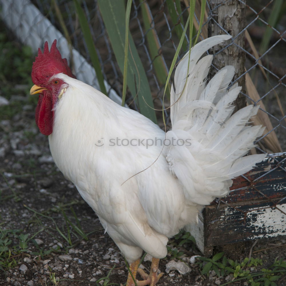 Similar – Huhn am Fenster Haushuhn