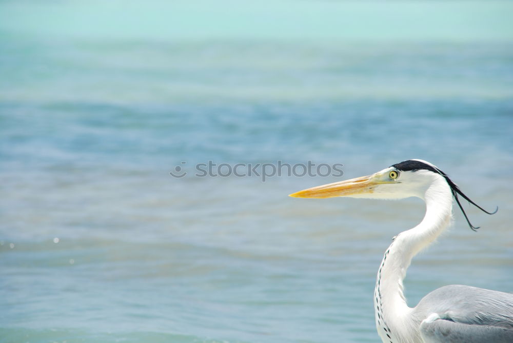 Similar – Grey Heron at the beach, Maldives