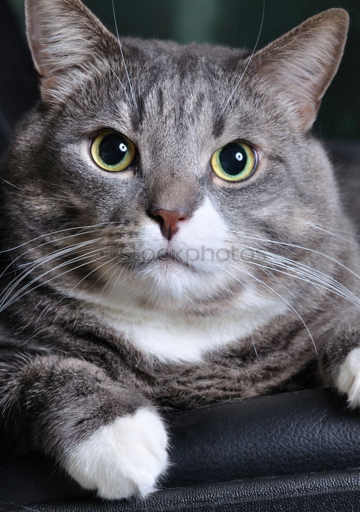 Similar – Image, Stock Photo Funny Cute Cat Portrait