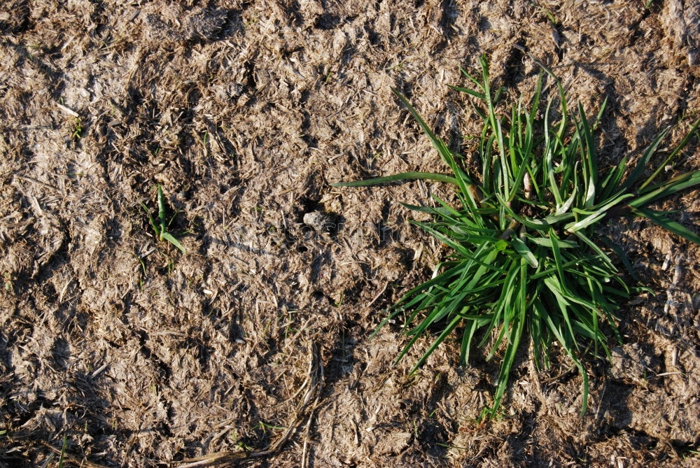 Similar – Image, Stock Photo weeds Environment Nature