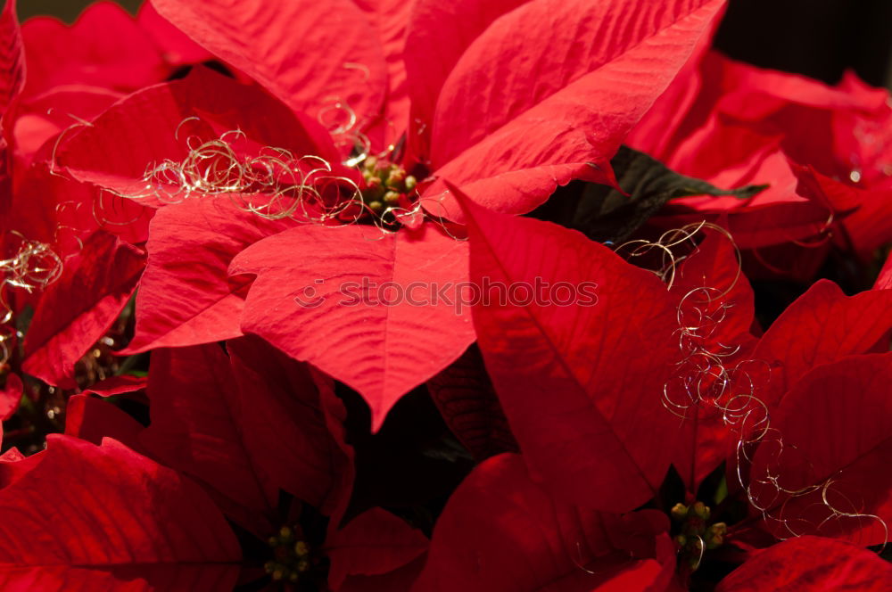 Similar – Beautiful red poinsettia