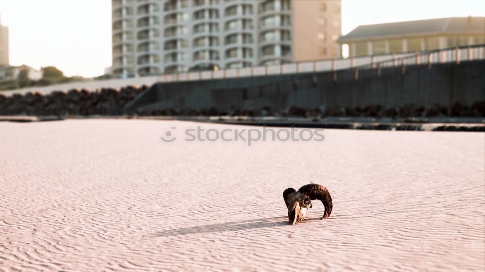 Similar – Hund und Schatten gehen