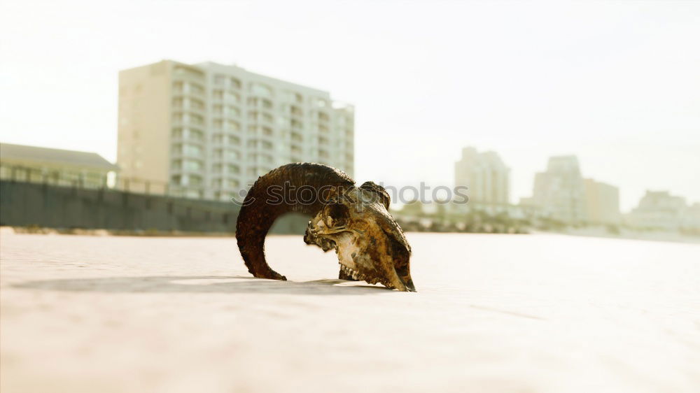 Similar – Image, Stock Photo beach boy Lifestyle Style