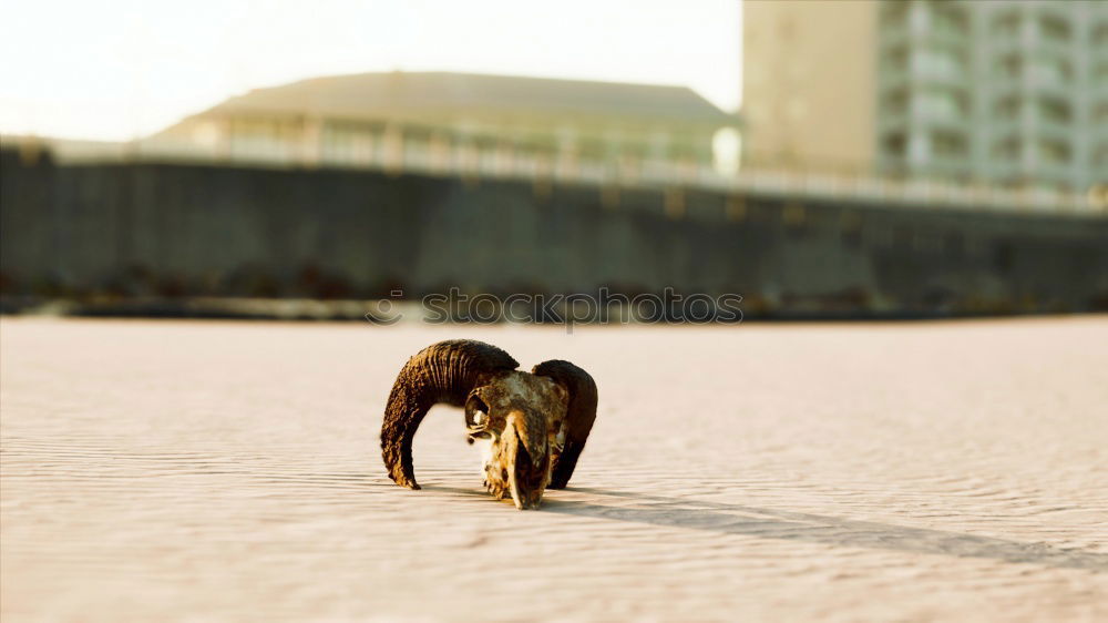 Similar – Hund und Schatten gehen