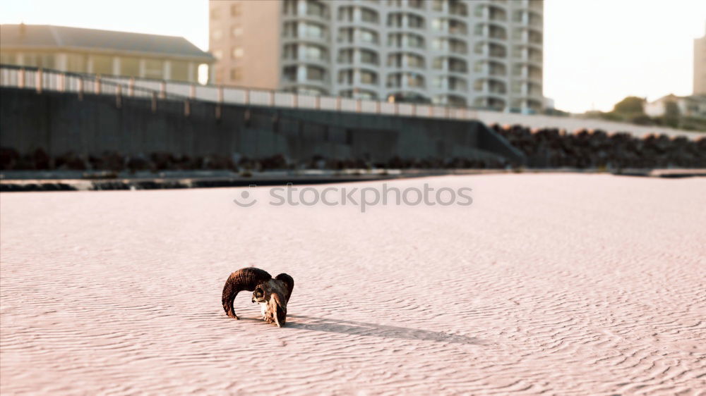 Similar – Hund und Schatten gehen