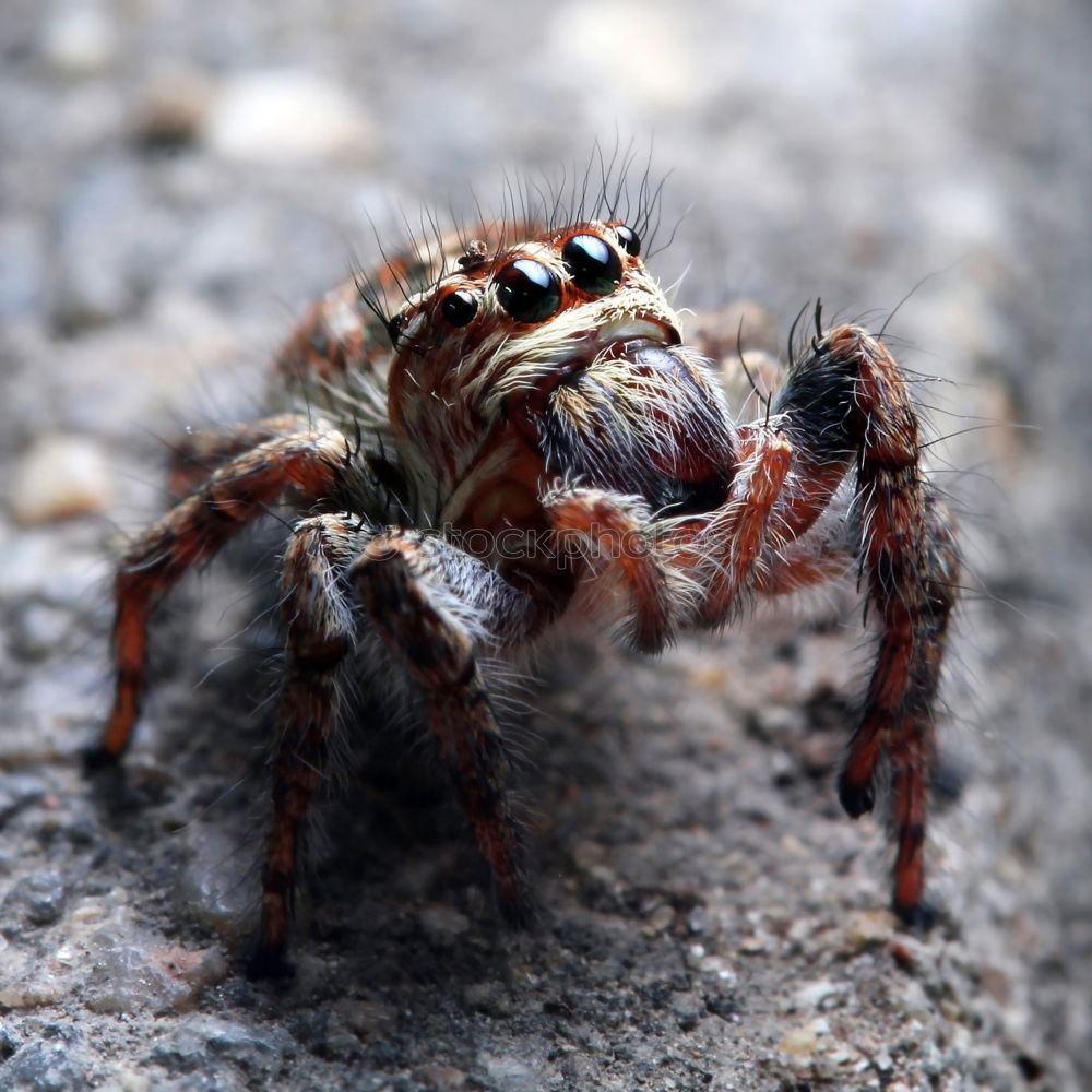 Similar – hairy hops Spider Stripe