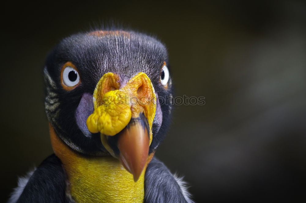 Similar – Image, Stock Photo small hand warmer Food