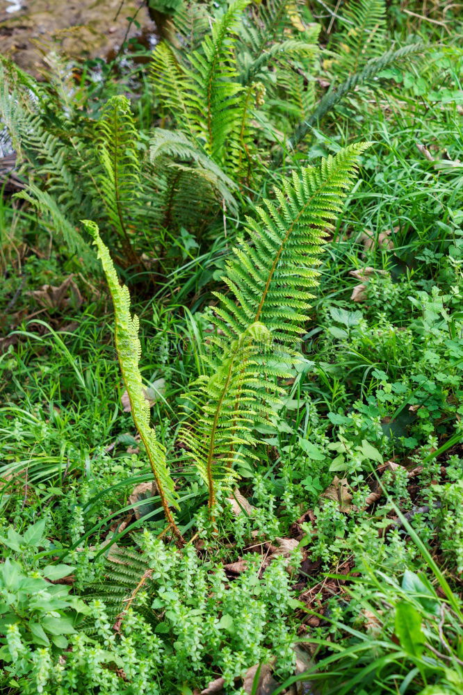 Similar – Nest of the oak tree Life