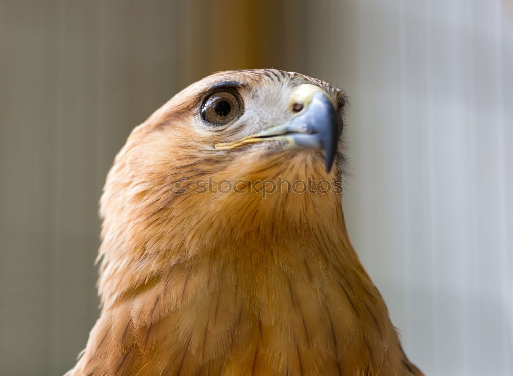 Similar – Image, Stock Photo holiday sparrow Footbridge