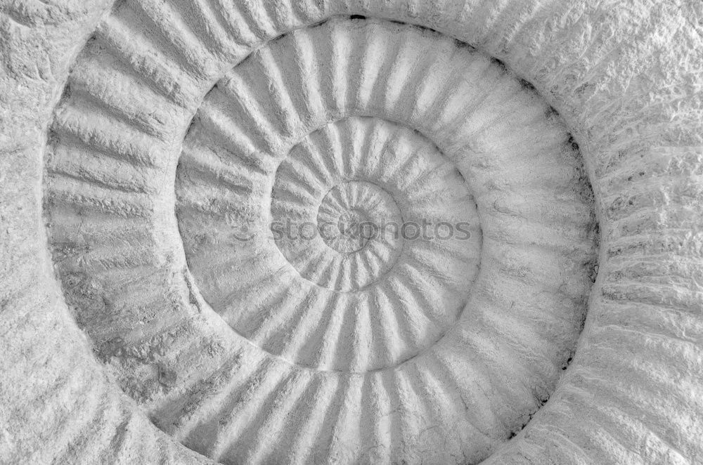 Similar – Image, Stock Photo Snail shell with natural symmetry