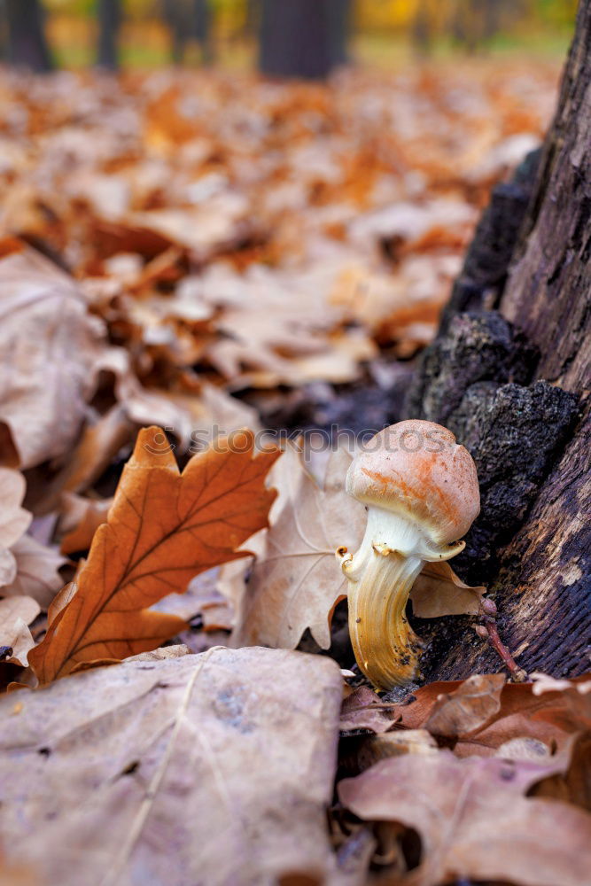 Similar – Image, Stock Photo toad migration Meadow