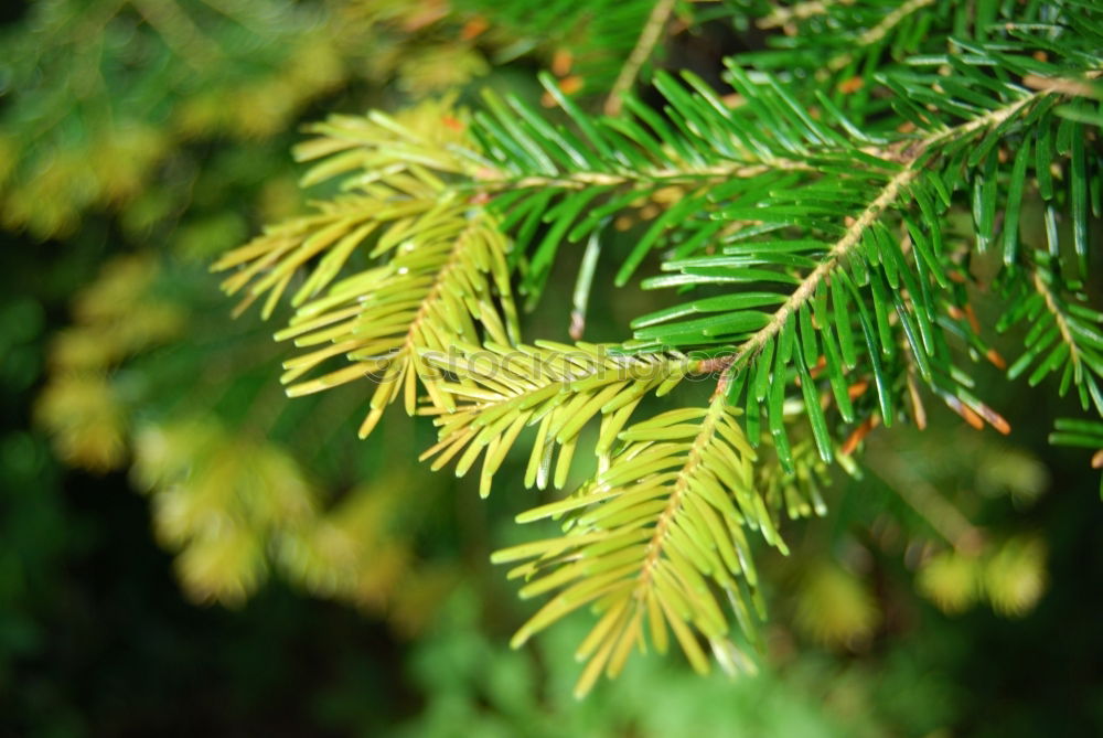 Similar – Discolouration Baum Blatt