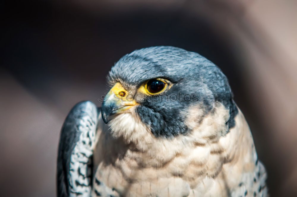 Similar – Image, Stock Photo Northern Goshawk