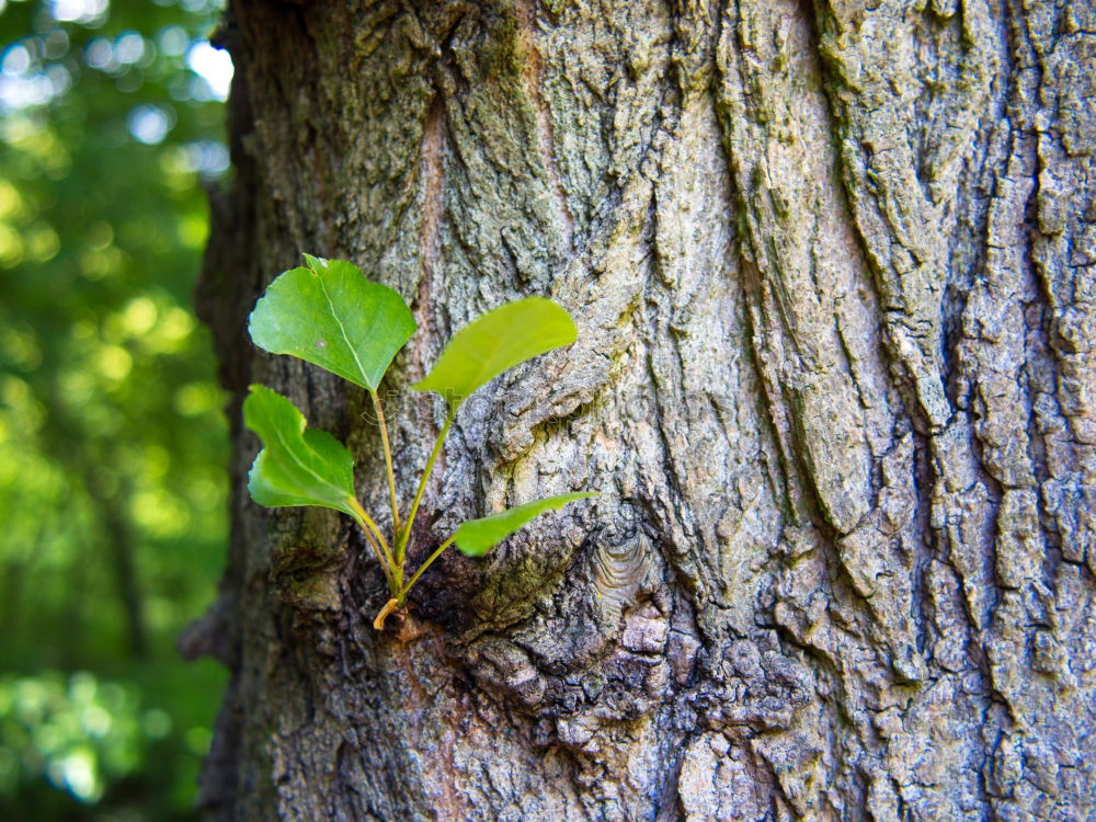 Similar – Image, Stock Photo Ivy Nature Plant Summer