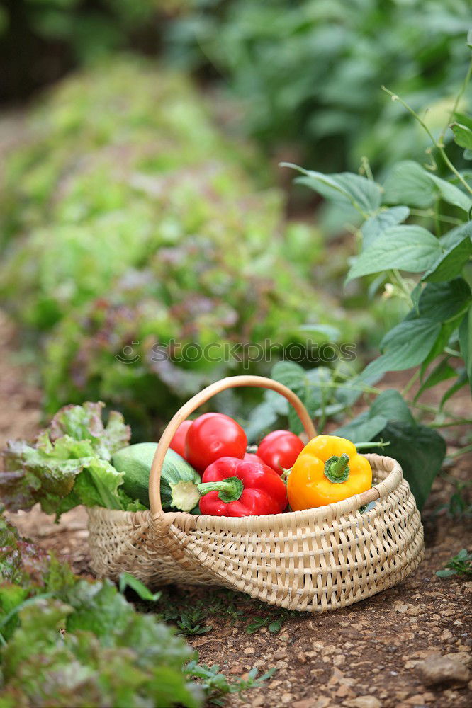 Similar – Image, Stock Photo Picking tomatoes in basket