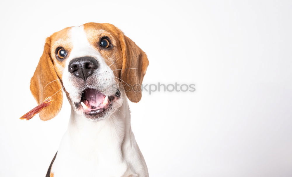 Similar – Jack Russel Terrier Dog Barking with teeth showing