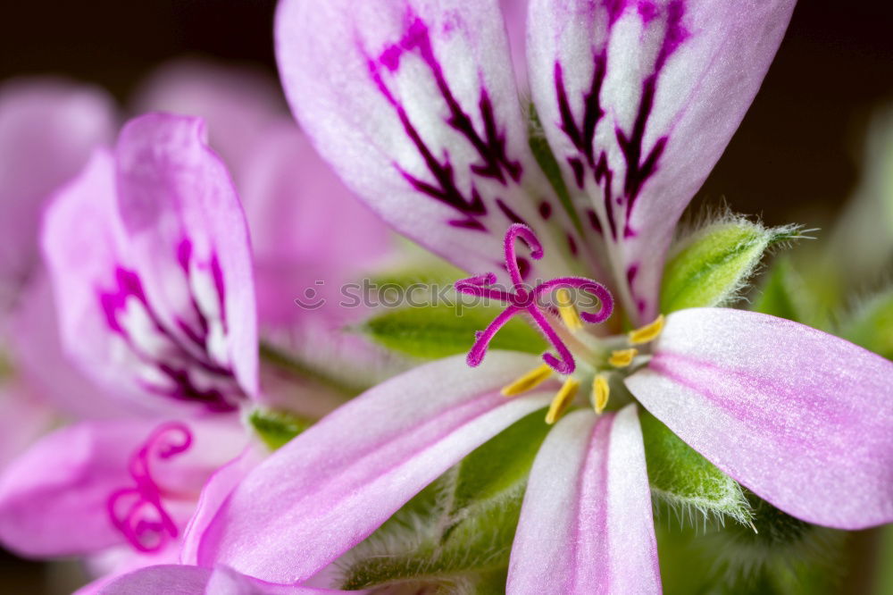 Similar – life Blossom Flower Violet