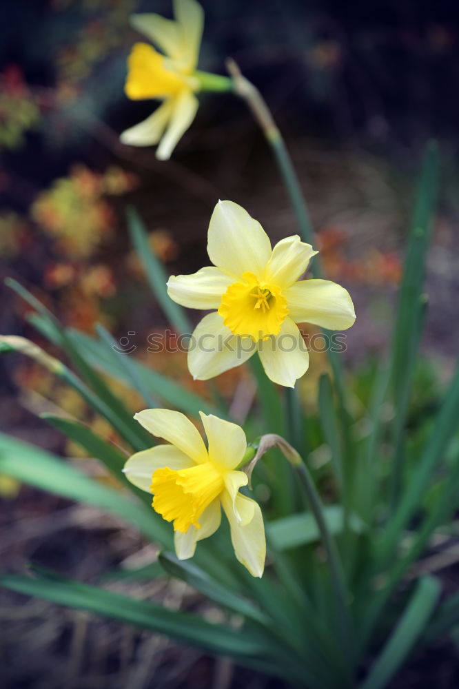 Similar – astronomy Wild daffodil