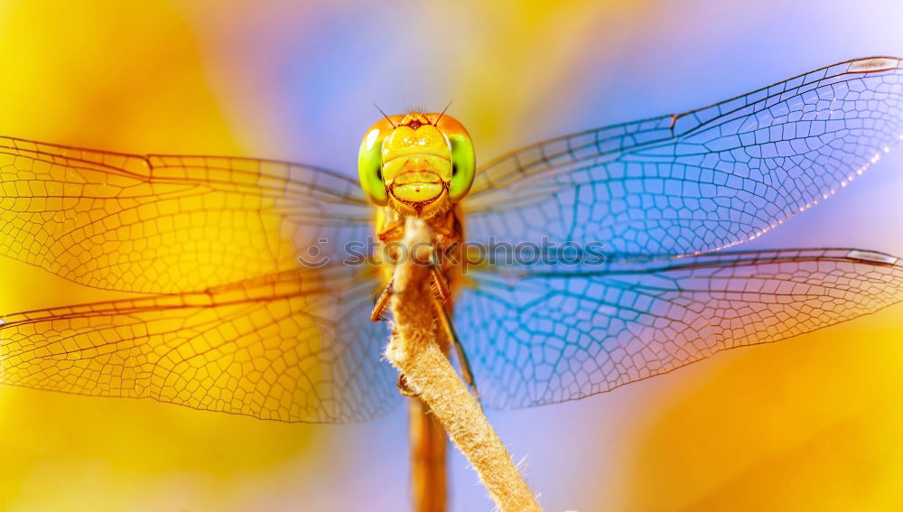 Similar – Blue dragonfly on one leaf