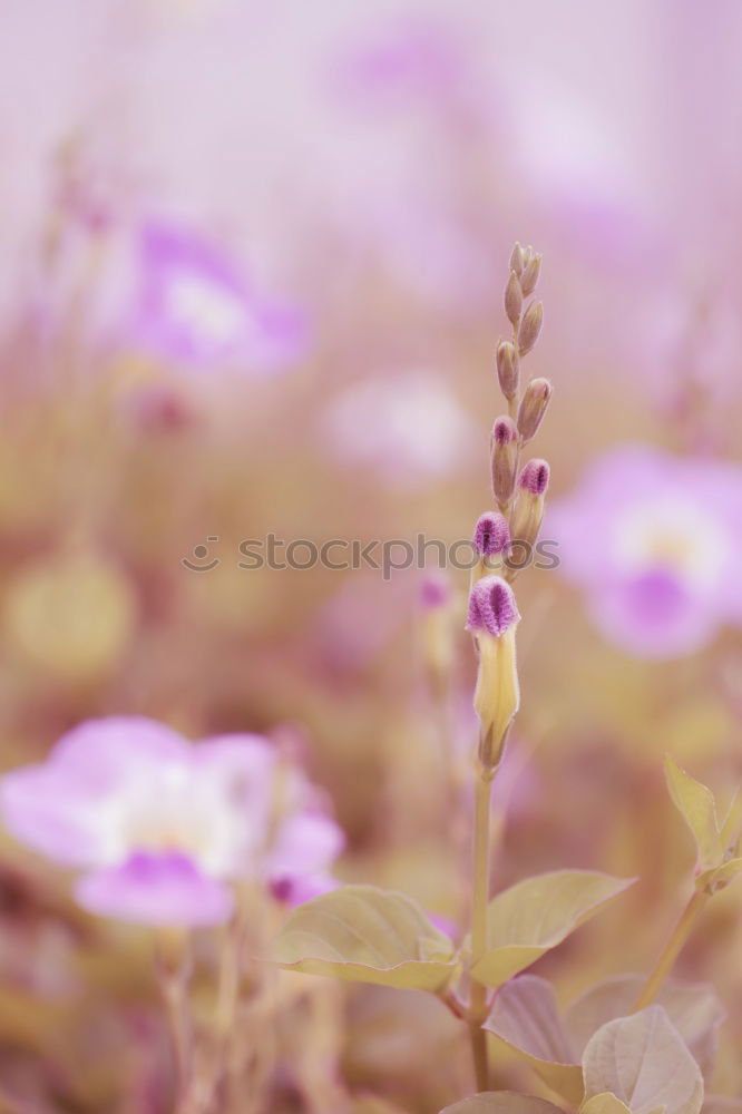 Similar – Columbine flower at sunset